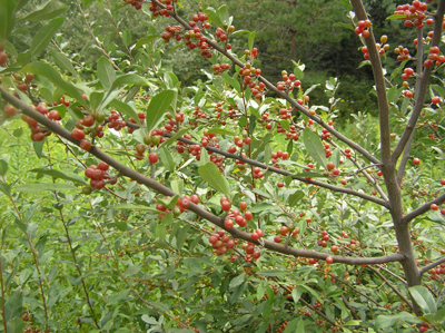 autumn olive